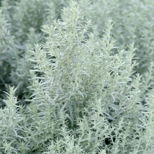 Полынь садовая серебристая фото Artemisia Ludoviciana, Western Mugwort, White Sage, Silver Wormwood, Louisiana S