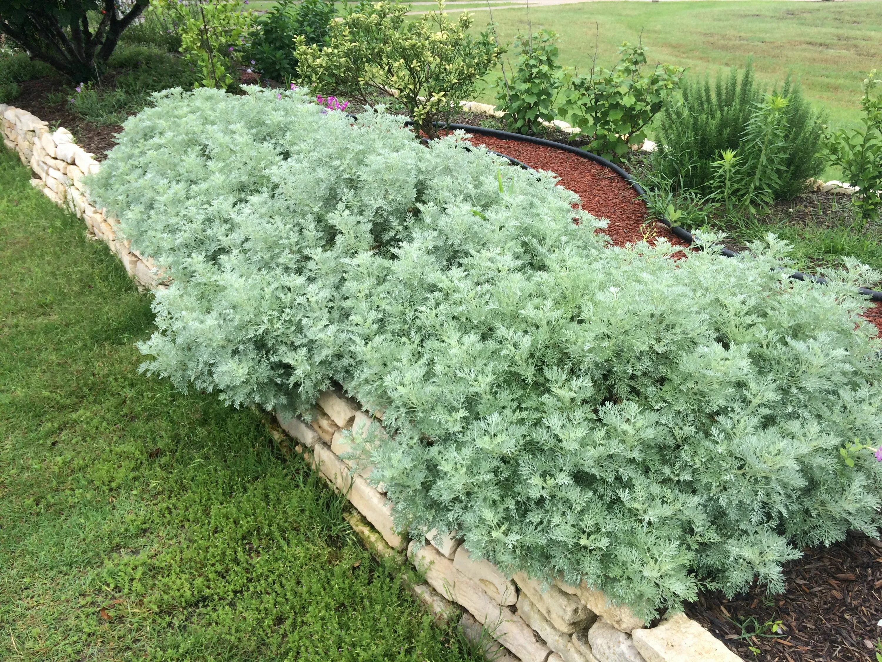 Полынь шмидта фото в ландшафтном Powis Castle Artemisia Full sun garden, Sun garden, Plants