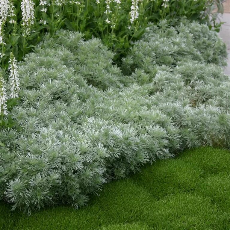 Полынь шмидта фото в ландшафтном Artemisia schmidtiana 'Nana Attraction' Ground cover plants, Artemisia plant, Me