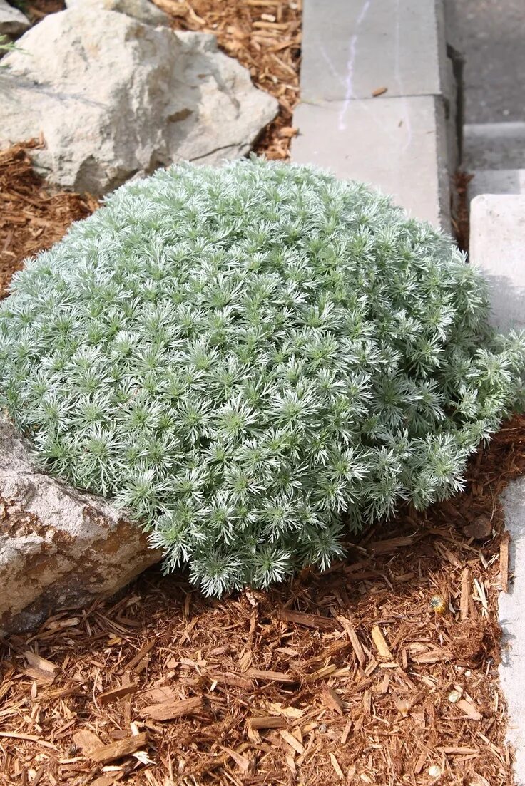 Полынь шмидта фото в ландшафтном Favorite non-flowering plant: the Silver Mound. A plant you'll want to pet. Plan