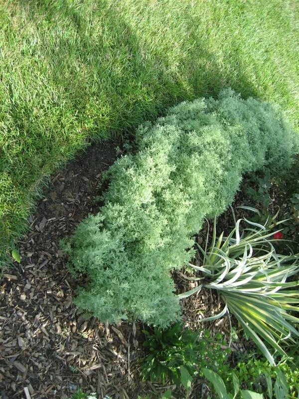 Полынь шмидта фото в ландшафтном Artemisia schmidtiana 'Silver Mound' Silvermound Artemisia on PlantPlaces.com