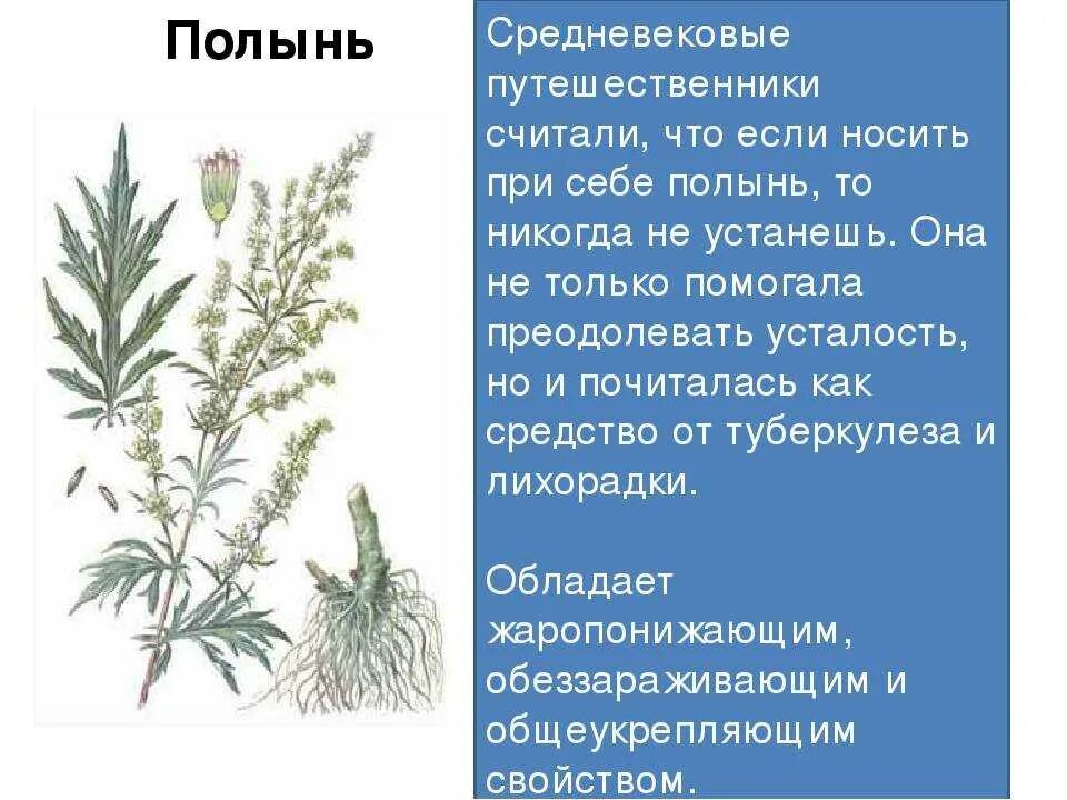 Полынь: купить средства для здоровья, цена