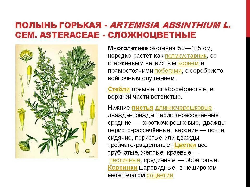 Полынь трава инструкция фото Полынь горькая: лечебные свойства и противопоказание, фото и применение