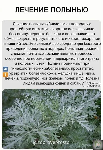 Полынь трава инструкция фото L'Chi'i' Oly'u A cup of 100 grams of dry weed. The prepared dry field is to be p