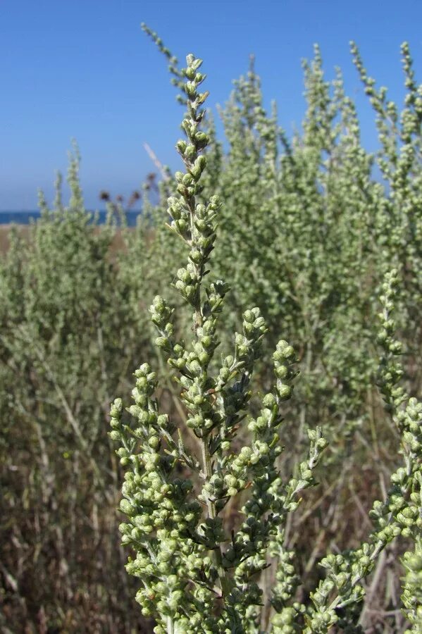 Полынь в крыму фото Artemisia taurica - Image of an specimen - Plantarium