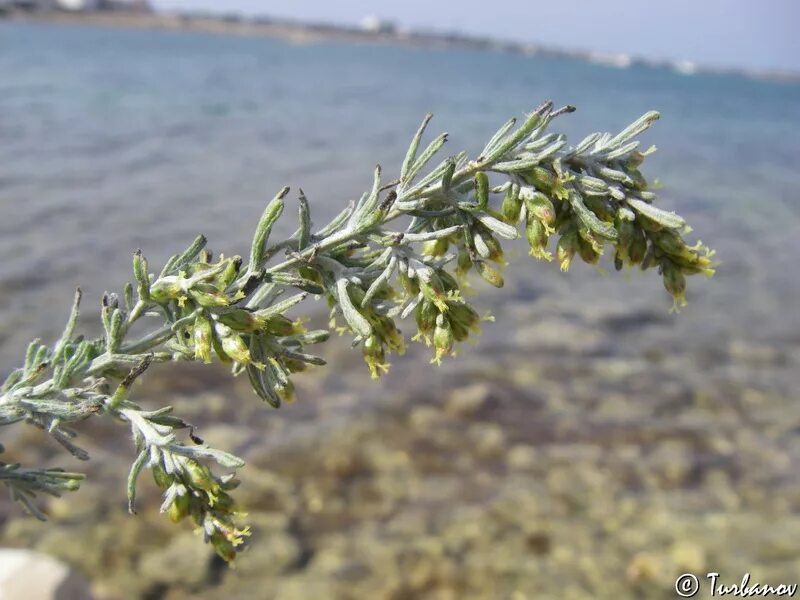 Полынь в крыму фото Artemisia taurica - Image of an specimen - Plantarium