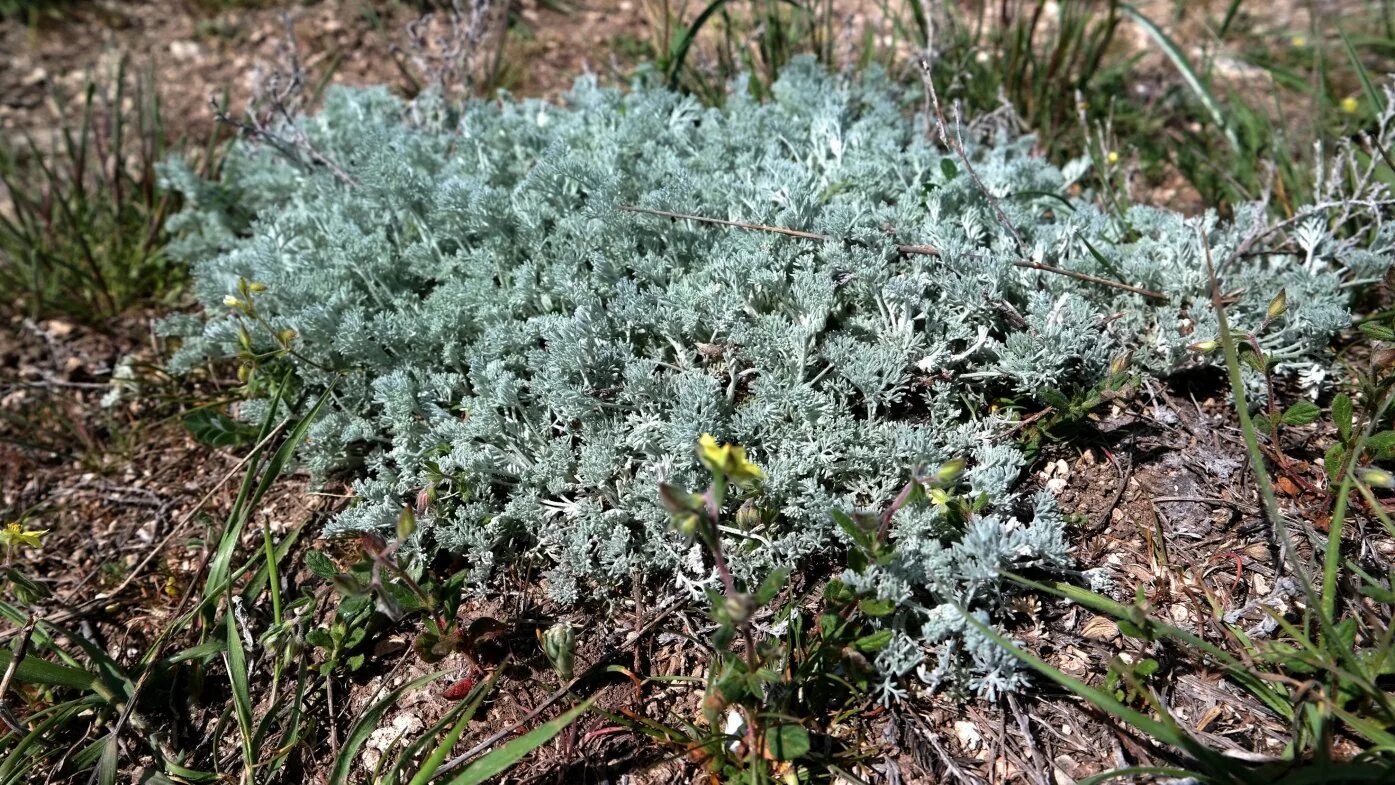 Полынь в крыму фото Artemisia lercheana - Image of an specimen - Plantarium