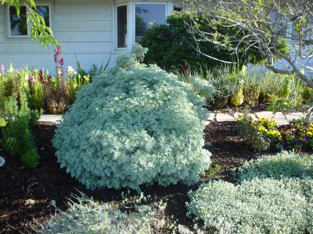 Полынь в ландшафтном дизайне Artemisia 'Powis Castle' - Powis Castle Artemisia PlantMaster