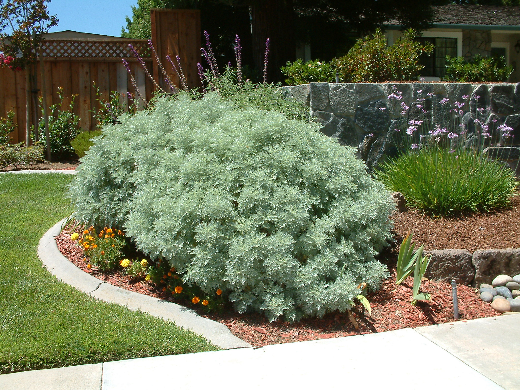 Полынь в ландшафтном дизайне powis castle artemisia Plants, Garden plants, Kitchen garden