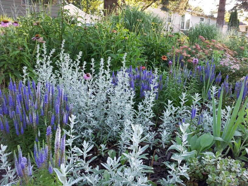 Полынь в ландшафтном дизайне Artemisia and veronica Flower garden plants, Native garden, Low water plants