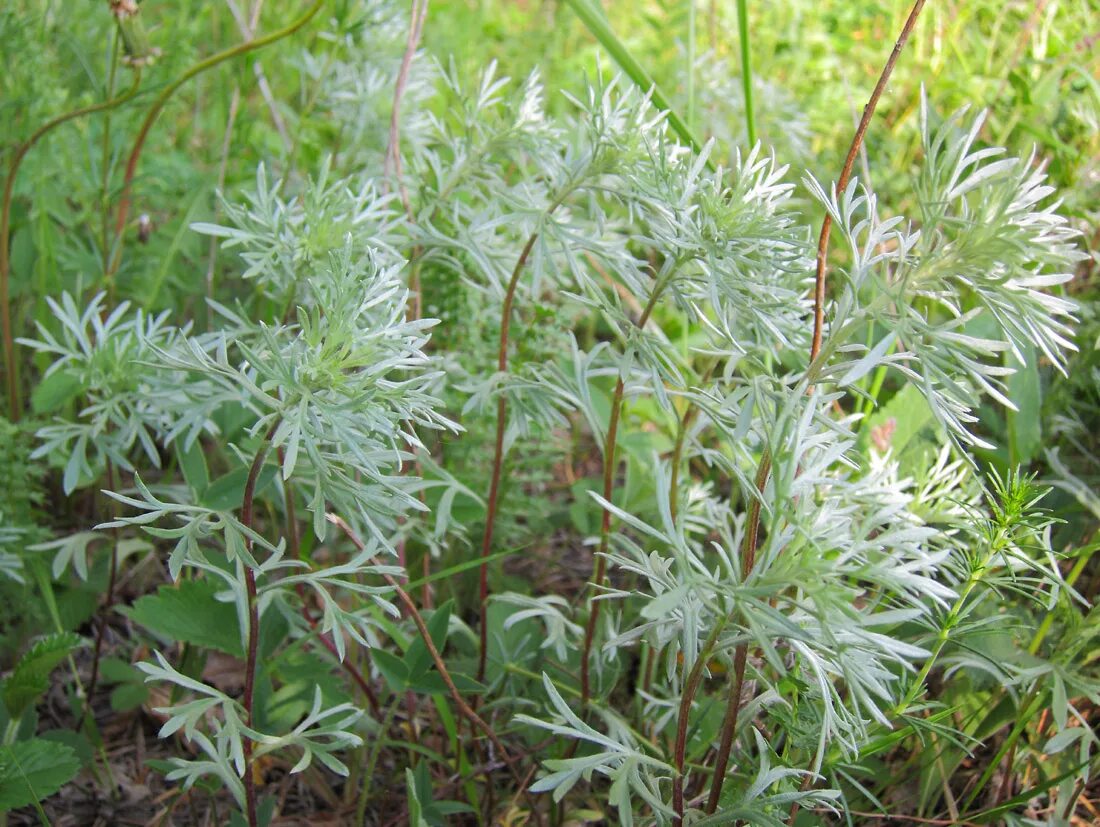 Полынь виды фото Artemisia sericea - Image of an specimen - Plantarium