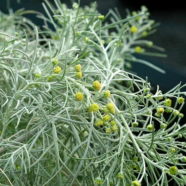 Полынь виды фото And now for something completely different!Artemisia MAKANA ™ Silver -It’s soft,