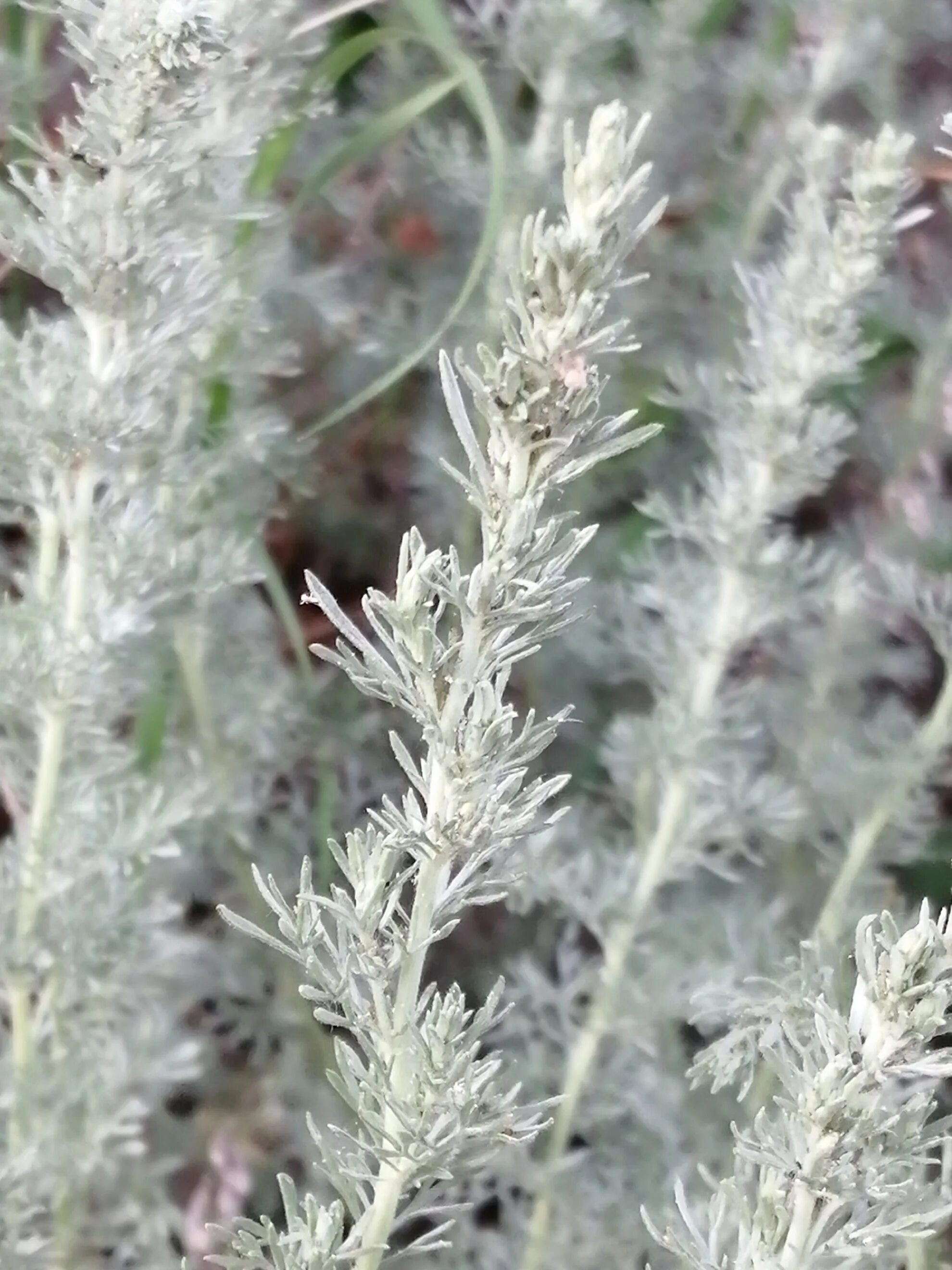 Полынь виды фото Полынь горькая (Artemisia absinthium): лечебные свойства и фото Натуралист Фотог