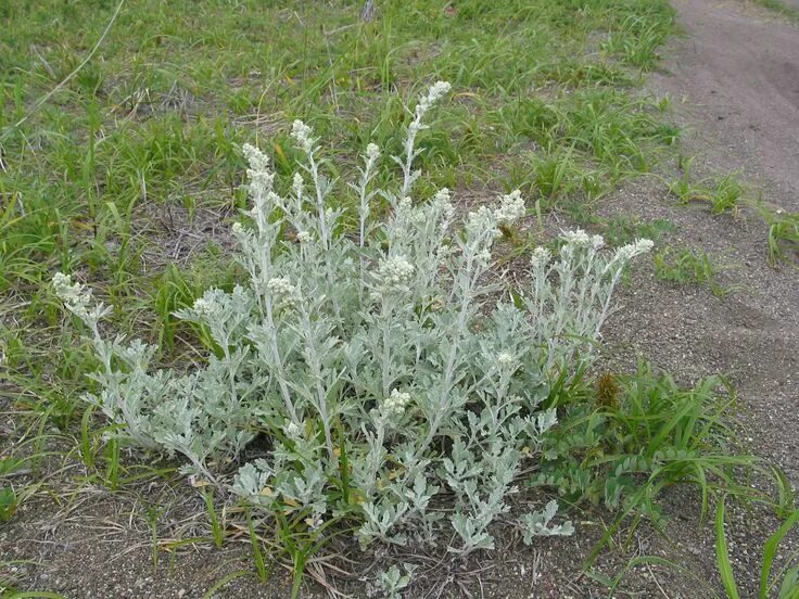 Полынок трава фото Полынь Стеллера (Artemisia stelleriana) Herbs, Plants, Garden