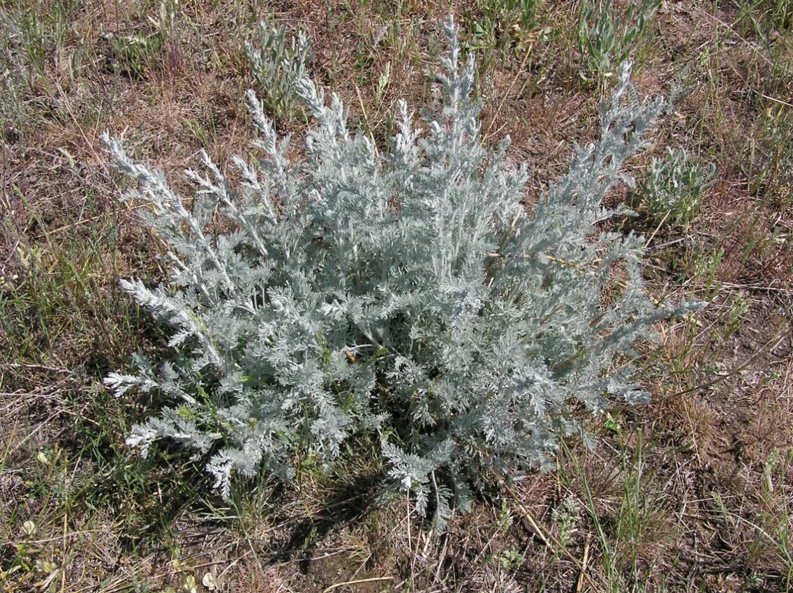 Полынок трава фото Artemisia lercheana - Image of an specimen - Plantarium