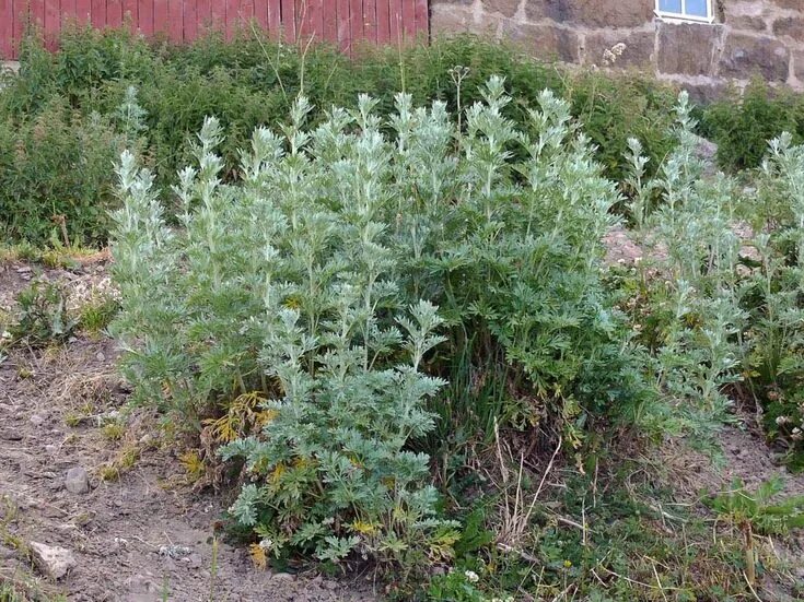 Полынок трава фото artemisia absinthium Get rid of wasps, Garden, Garden plants