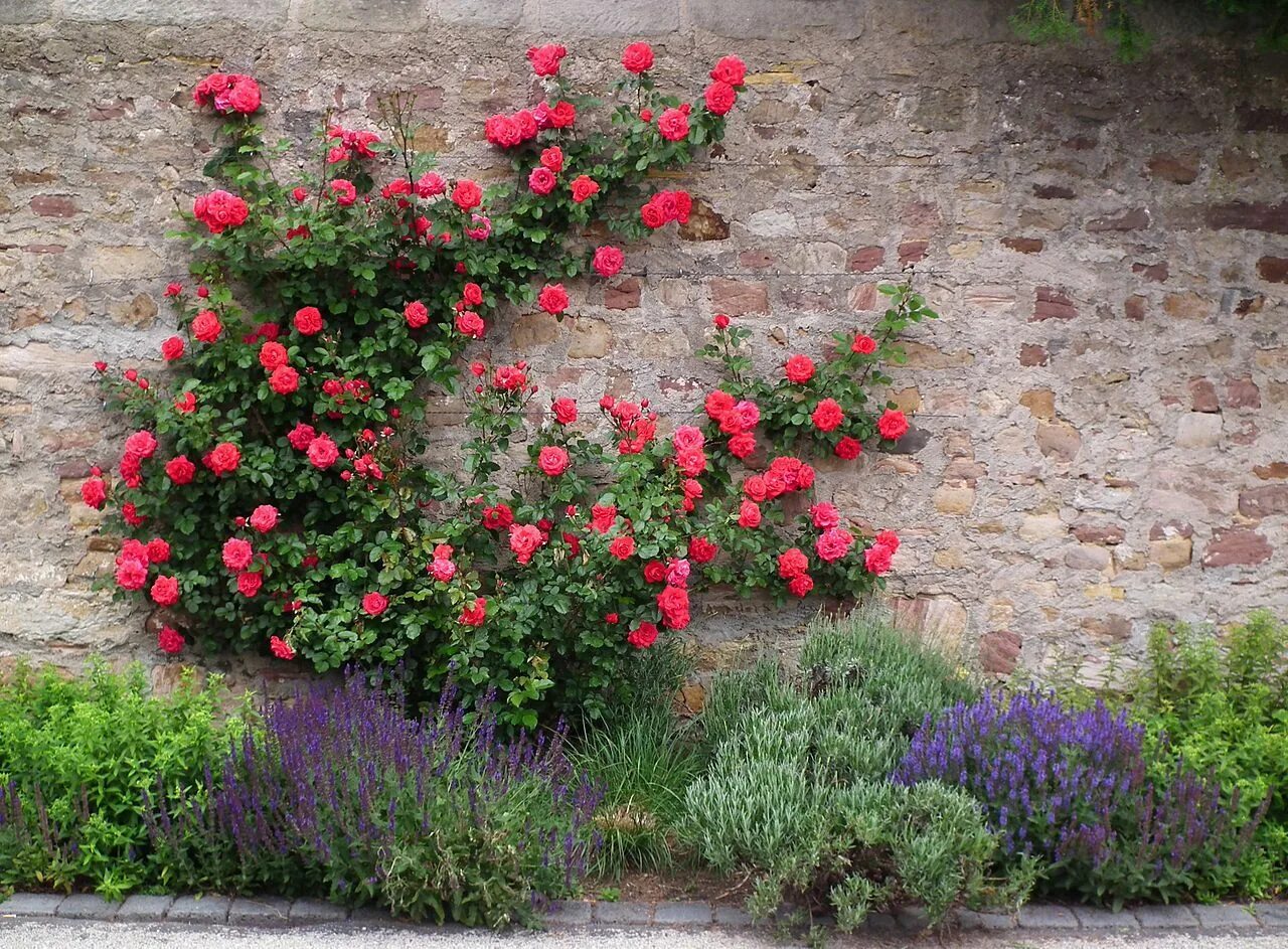 Ползучая роза по земле фото и описание Cómo plantar una enredadera? Backyard garden, New england garden, European garde