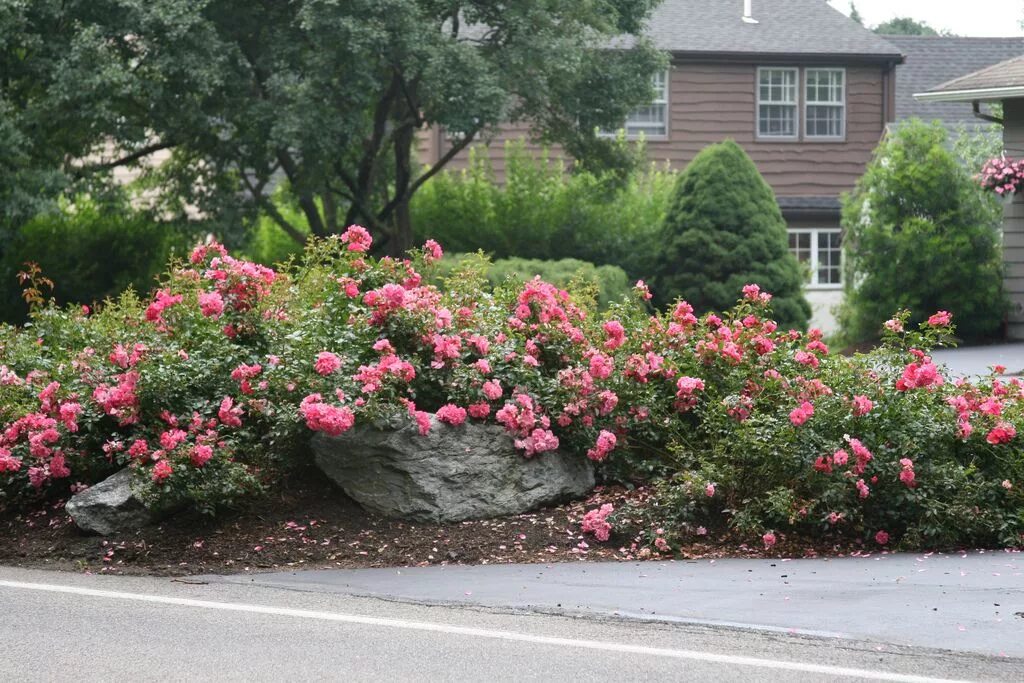 Ползучая роза по земле фото и описание Flower Carpet Pink Supreme groundcover roses Ground cover roses, Landscaping wit