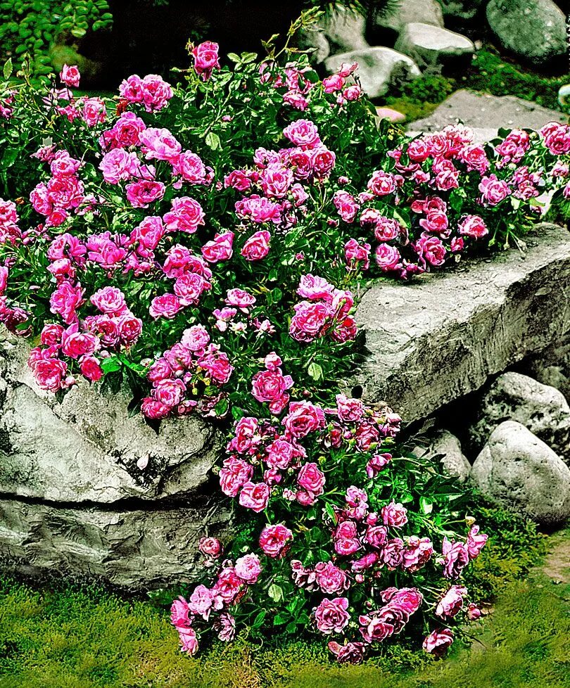 Ползучая роза по земле фото и описание Pink The Fairy Rambling and Trailing Rose - Shrub Ground cover roses, Ground cov