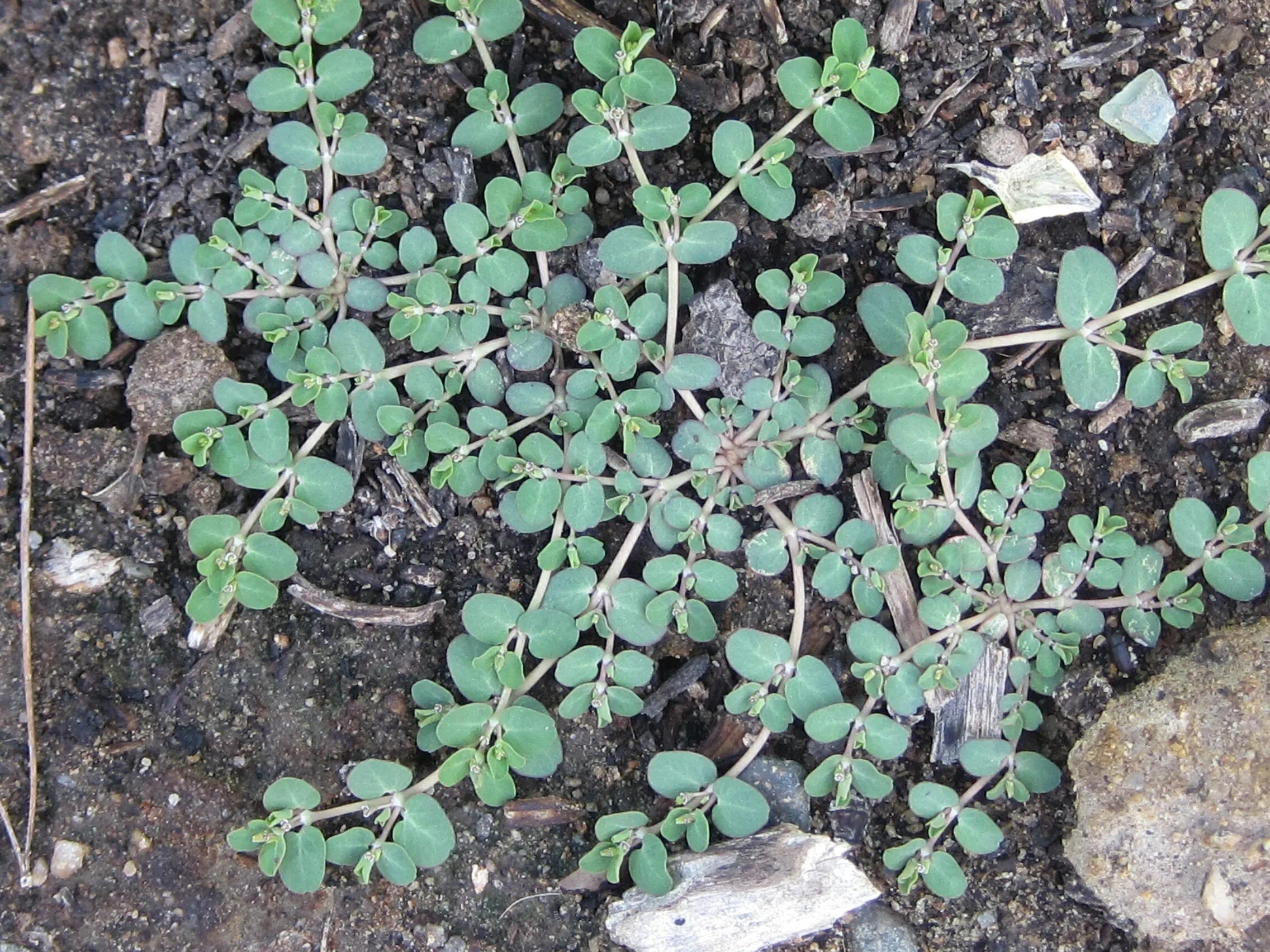 Ползучая трава сорняк фото creeping spurge - Anne of Green Gardens