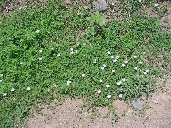 Ползучая трава сорняк фото Bindweed - a poem from Headlong by James McKean Wild flowers, Hedges, Flowers