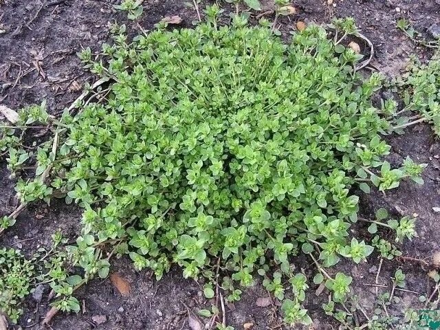 Ползучая трава сорняк фото Фотография Plants, Garden