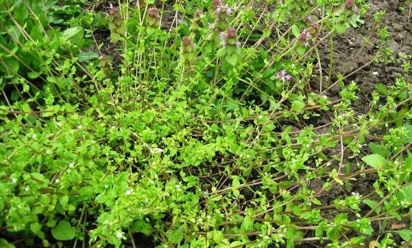 Ползучая трава сорняк на огороде фото Сорняк мокрица, и как с ним эффективно бороться + Видео