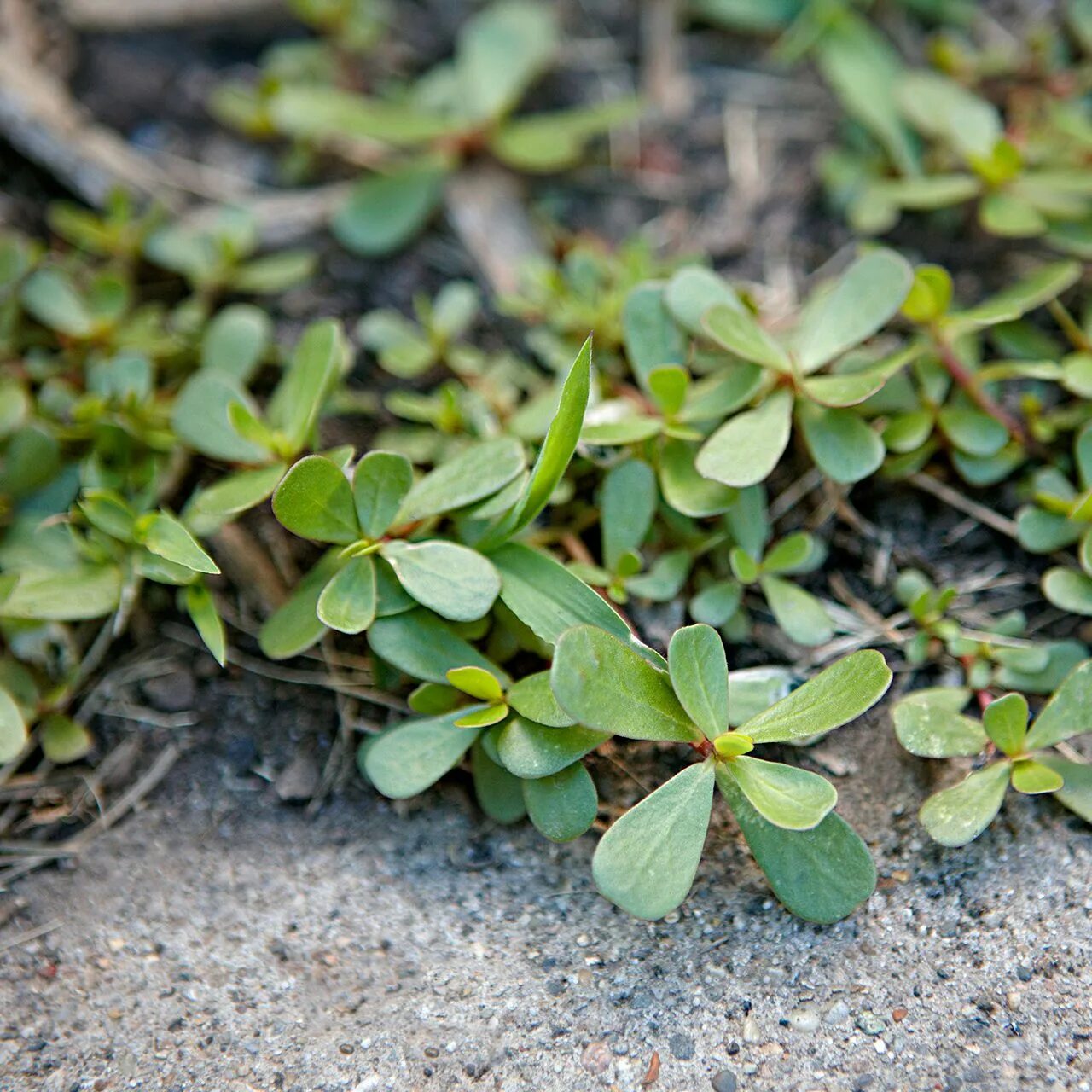 Ползучая трава сорняк на огороде фото 8 Edible Weeds You Can Forage in the Wild (or Your Backyard!