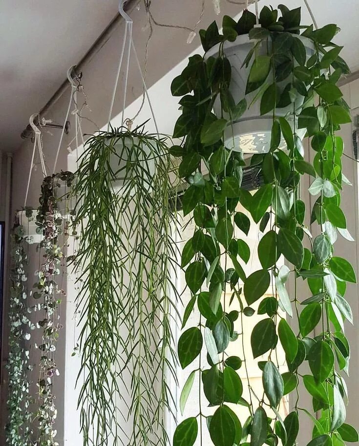 Ползучие комнатные растения фото и названия best hanging houseplants - Yahoo Image Search Results Hanging plants indoor, Hou