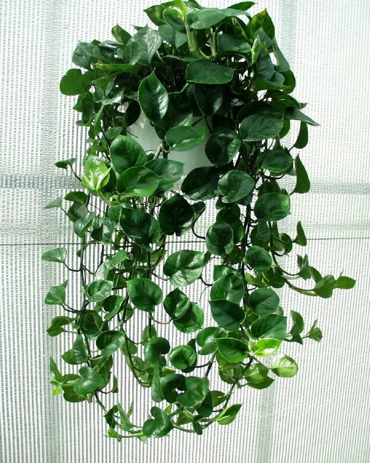 Ползучие комнатные растения фото и названия Philodendron Popular house plants, Indoor vines, Hanging plants