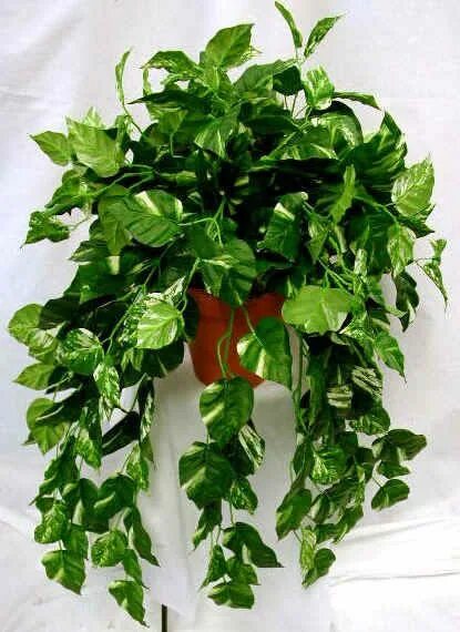 Ползучие комнатные растения фото и названия pothos Plantas de interior resistentes, Jardineria y plantas, Plantas de interio