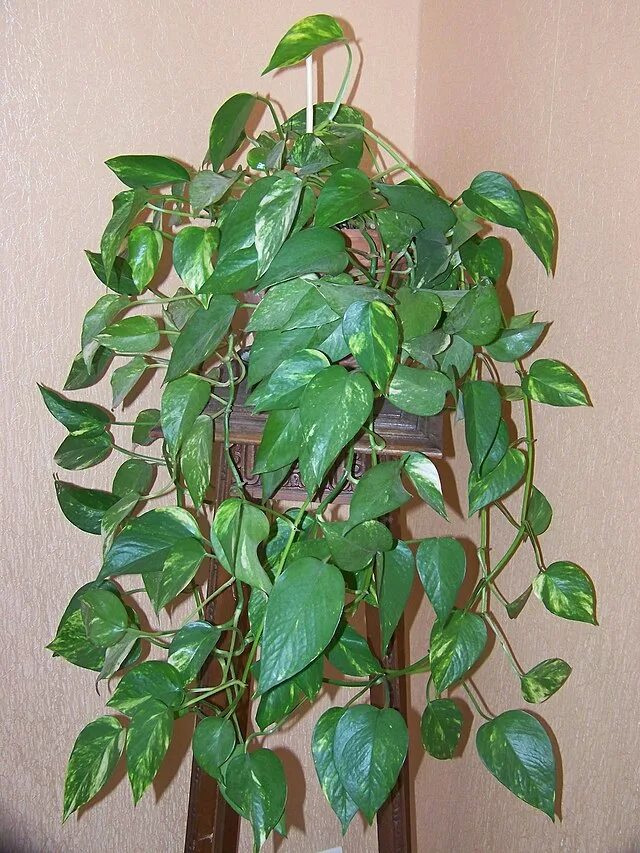 Ползучие комнатные растения фото и названия File:Pothos epipremnum aureus.jpg - Wikimedia Commons