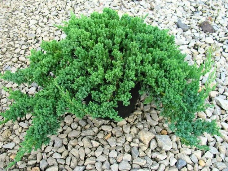 Ползучие можжевельники названия и фото Dwarf Japanese Garden Juniper (Please Select Size Below) (With images) Japanese 