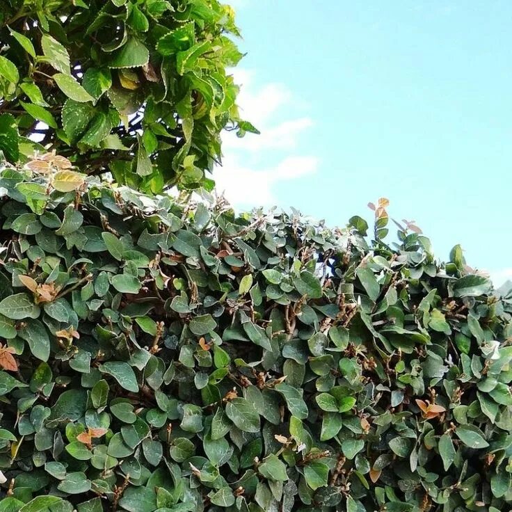 Ползучий фикус фото Ficus Pumila 'Climbing Fig'