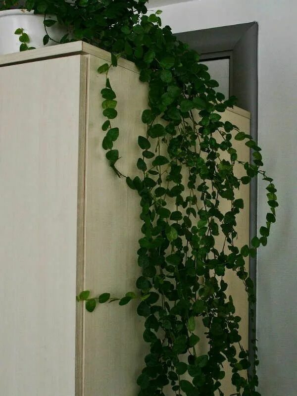 Ползучий фикус фото Ficus de habitación - tipos, fotos y descripción