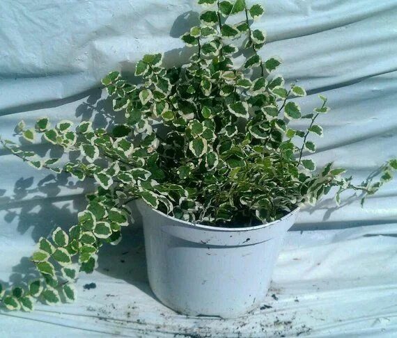 Ползучий фикус фото Ficus Repens Variegated Vine Plant in 6 Inch Pot - Etsy Ficus, Plants, Variegate