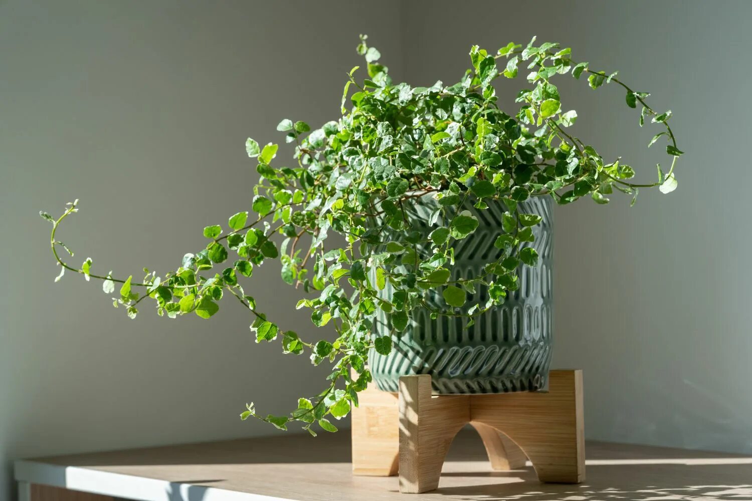 Ползучий фикус фото Ficus pumila: Die Kletterfeige von A bis Z - Plantura