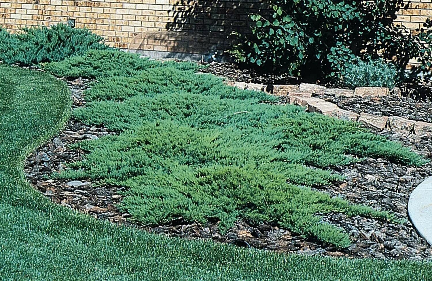 Ползучий можжевельник в ландшафтном дизайне фото Broadmoor Juniper Bounty Plants Monrovia plants, Evergreen shrubs, Plants