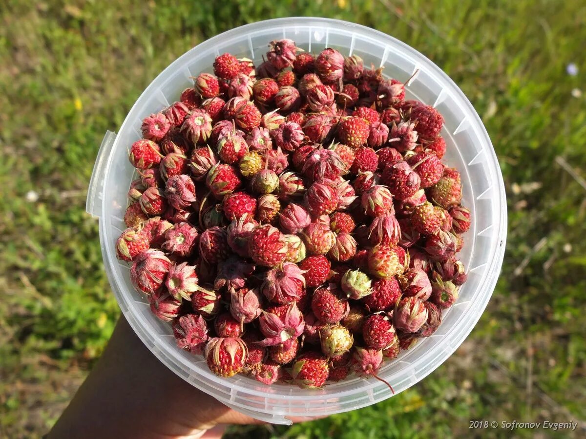 Ползуниха ягода фото Хорошая красная вкусняшка в этом году - дефицит". Евгений СОФРОНОВ открыл ягодны