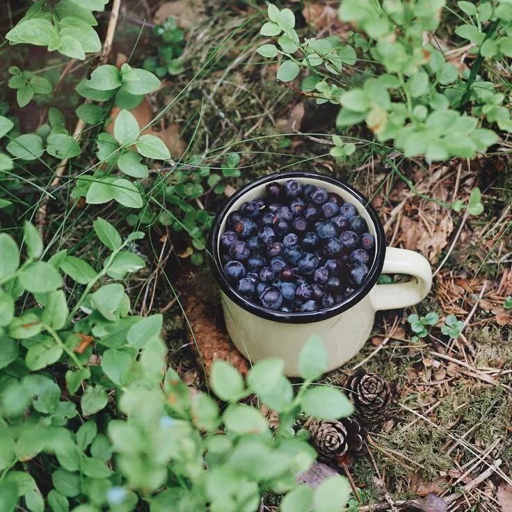 Ползуника это ягода фото The most beautiful and yummy summer lunch is a cup of berries of different types