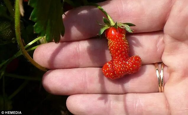 Ползуника это ягода фото That's a little fruity! Woman finds strawberry shaped like a penis in her garden