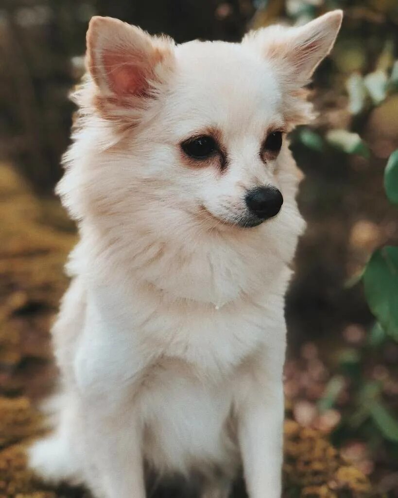 Edit free photo of Pomeranian,pomeranians,dog,dogs,ginger dog - needpix.com