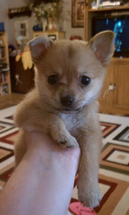 Помчи собака фото щенка Cleo, my pomchi-pomeranian chihuahua mix- about 8 wks old/ THIS IS WHAT LULAH LO