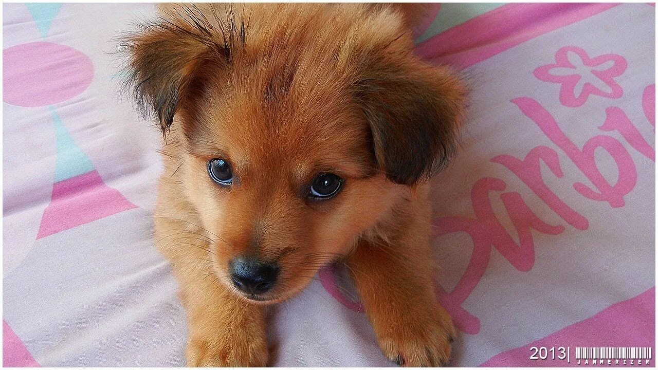 Помчи собака фото щенка Pomeranian Mix With Floppy Ears Store www.ulthera.ru