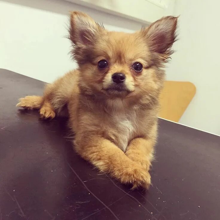 Помчи собака фото щенка Cutie Hugo came in yesterday to see Vet Christel. He weighs 1kg! Isn't he adorab