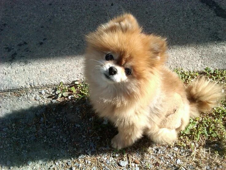 Помчи собака фото щенка Sitting pretty Puppy dog eyes, Pomchi puppies, Cute pomeranian