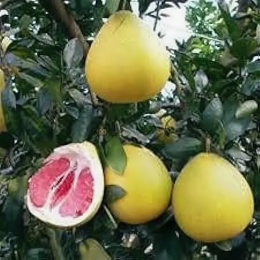 Помело фрукт как растет фото Amazon.com: pomelo