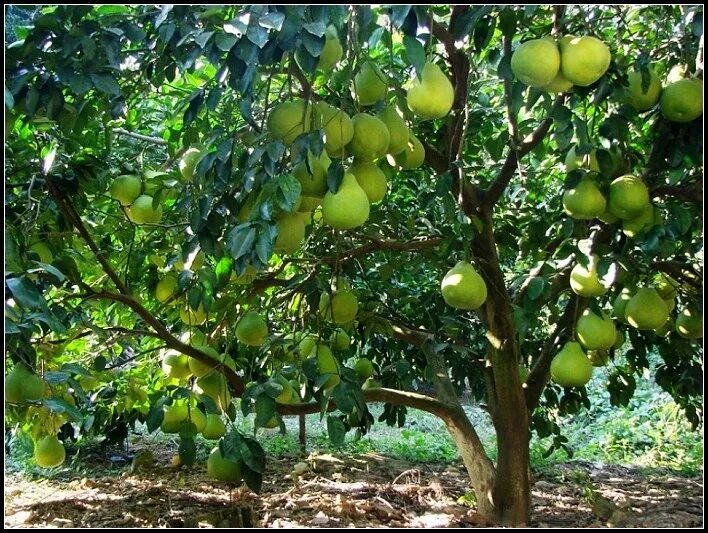 Помело фрукт как растет фото Pick a pomelo from a tree. I grew up eating these. They are still my favorite fr