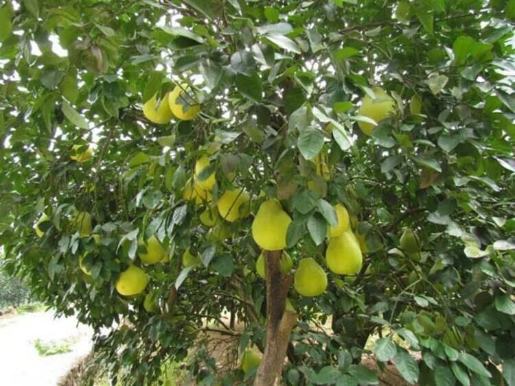 Помело фрукт как растет фото Pomelo, Türkiye'de sadece Antalya'da yetişiyor - Son Haberler - Milliyet - Ekono