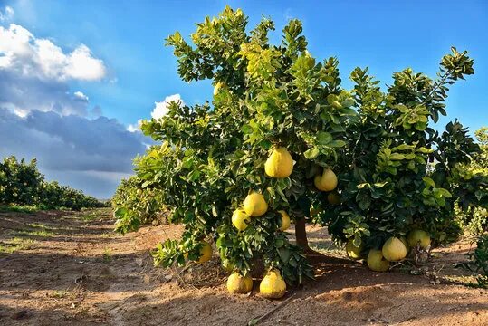 Помело фрукт как растет фото Grapefruit Tree Зображення - огляд 14,739 Стокові фото, векторні зображення й ві